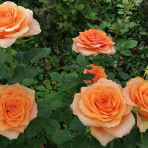 RA® Celebrating Heather - Brazil