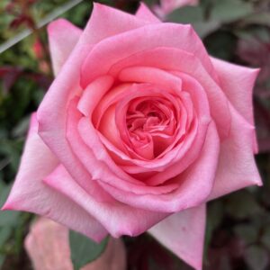 RA® Tea Rose - Latin America