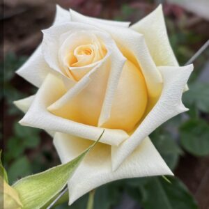 RA® Touch of Yellow - Latin America