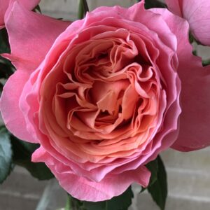 RA® Just a Little Bit More