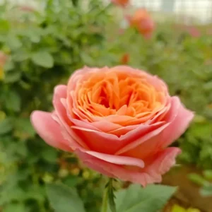 RA® Just a Little Bit More - Africa