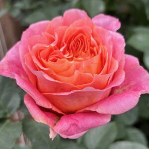 RA® Majestic Sunrise (also Spray) **