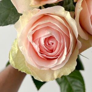 RA® Touch of Pink - Latin America