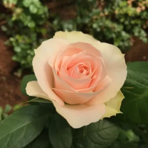 RA® Touch of Pink - Africa