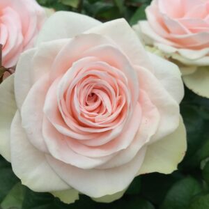 RA® Touch of Pink - Europe