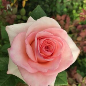 RA® Touch of Salmon - Latin America