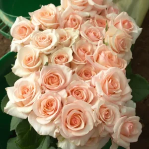 RA® Touch of Salmon - Africa