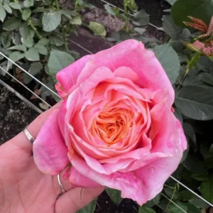 RA® Under a Majestic Sunrise (also Spray) **