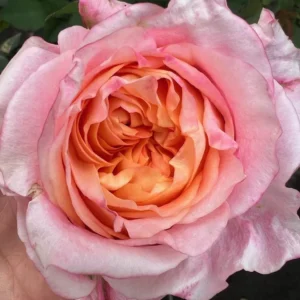 RA® Under a Majestic Sunrise (also Spray) **