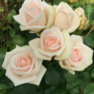 RLM® Dom Délicieux