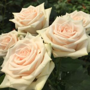 RLM® Dom Délicieux - Europe