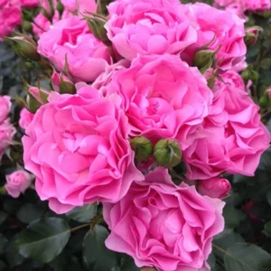 RLM® I Am Grateful (tunnel production)