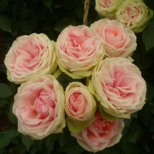 RLM® Inger Kristine