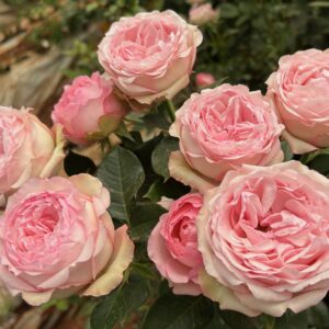 RLM® Radiant Rebecca - Africa