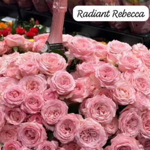 RLM® Radiant Rebecca - Africa