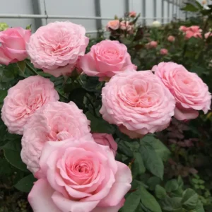 RLM® Radiant Rebecca