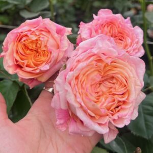 *RLM® Under a Majestic Sunrise (*also standard) - Latin America