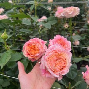 *RLM® Under a Majestic Sunrise (*also standard) - Latin America