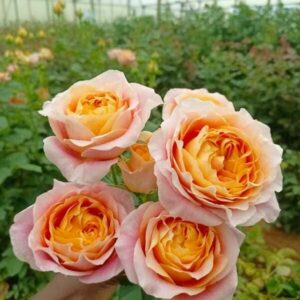 RLM® Under a Majestic Sunrise - Africa