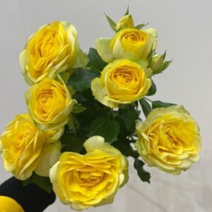 RLM® Under the Stars