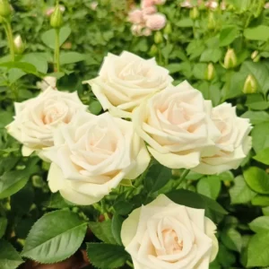 RLM® With Champagne Delight