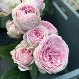 RLM® With Fatal Attraction - Brazil