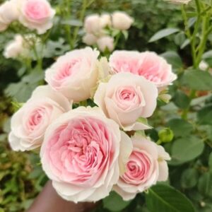 RLM® With Fatal Attraction - Africa