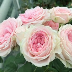 RLM® With Fatal Attraction - Europe