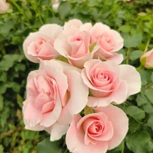 RLM® Yes, I Do - Africa