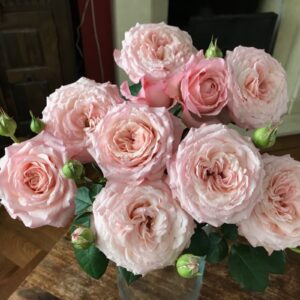 RLM® Radiant Rebecca - Brazil