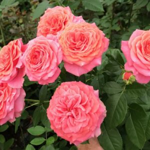 VIK-S-21-115-P - Brazil