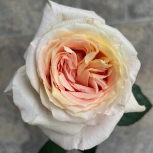 VIK-21-142-X -  Latin America