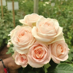 VIK-21-142-X - Africa