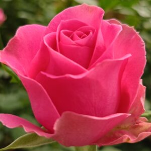 VIK-23-403-X - Africa