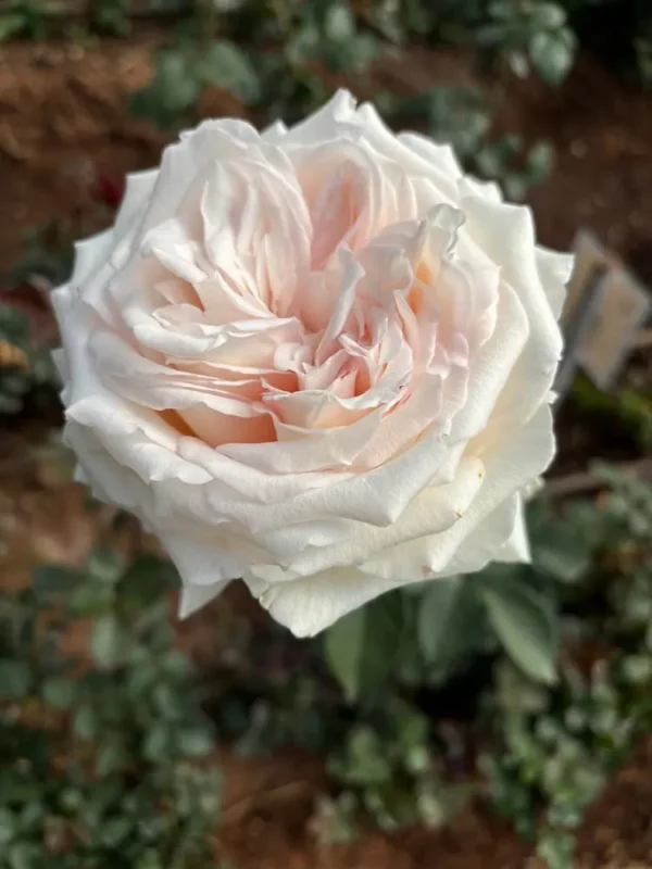 Uhuru Roses VIK-23-453-X – Viking Roses