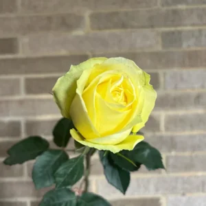 VIK-23-465-X - Latin America