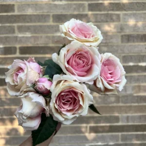 VIK-S-21-182-P - Latin America