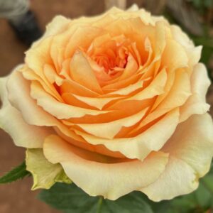 RA® Celebrating Heather - Africa