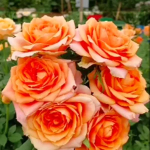 RA® Celebrating Heather - Africa