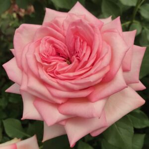 RA® Tea Rose - Africa