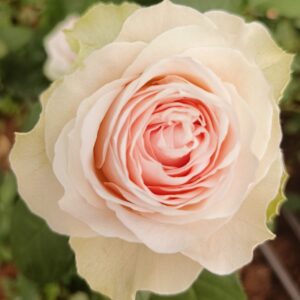 RA® Touch of Pink - Africa