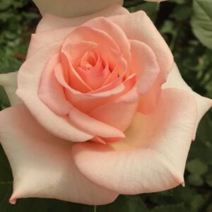 RA® Touch of Salmon - Africa