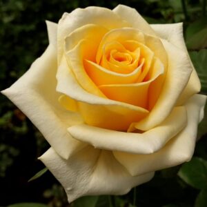 RA® Touch of Yellow - Africa