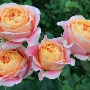 RLM® Under a Majestic Sunrise