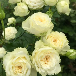 RLM® Under a Vanilla Sky