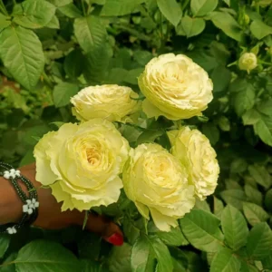 RLM® Under a Vanilla Sky - Africa