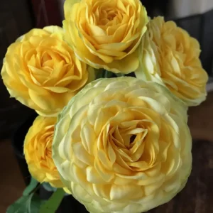 RLM® Under the Stars - Europe