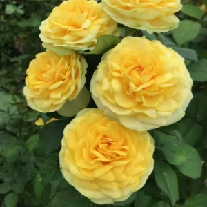 RLM® Under the Stars