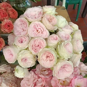 RLM® With Fatal Attraction