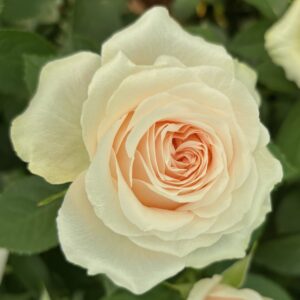 VIK-21-142-X - Africa